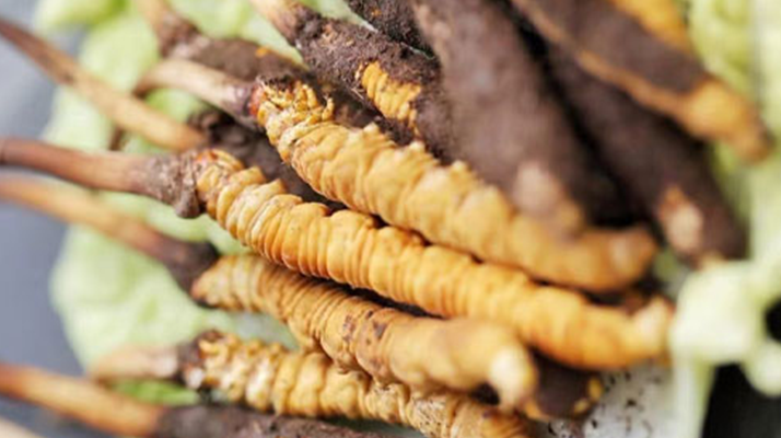 冬蟲夏草鮮草可以生吃嗎？一文解讀食用真相