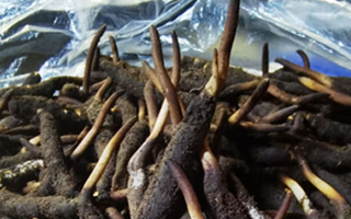 冬蟲(chóng)夏草鮮草能不能泡酒？科學(xué)解析與實(shí)用指南