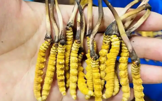 鮮冬蟲夏草出水怎么辦？實用處理指南