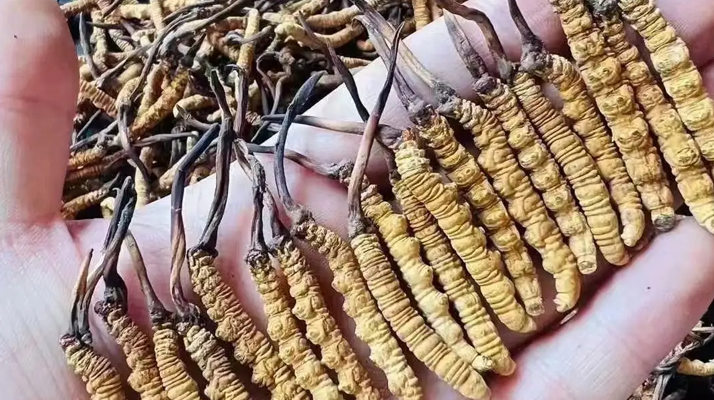 探秘冬蟲夏草堡的養(yǎng)生密碼