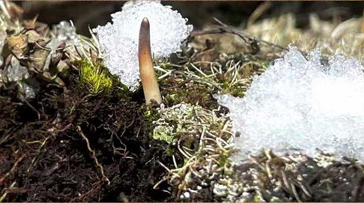 探秘雪域珍寶：最大的新鮮<a href=http://m.xylsxs.com/ target=_blank class=infotextkey><a href=http://m.xylsxs.com/s/nqcc/ target=_blank class=infotextkey>那曲冬蟲夏草</a></a>