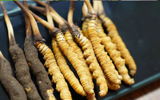 新鮮冬蟲(chóng)夏草與干冬蟲(chóng)夏草的差異解析