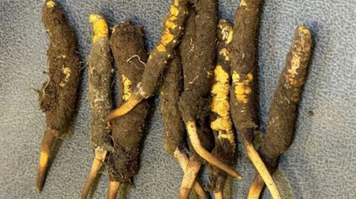 野生冬蟲夏草一斤多少錢？多維度價格解析