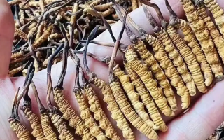 冬蟲(chóng)夏草怎么吃？最全食用指南與科學(xué)建議?