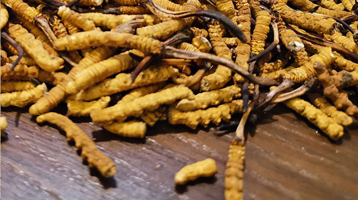 斷的冬蟲夏草有效果嗎？一文揭開真相
