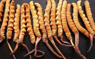 純野生冬蟲夏草多少錢一克？價格背后的秘密?