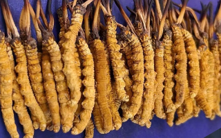 野生冬蟲夏草價(jià)格多少一斤？市場(chǎng)行情與價(jià)格影響因素解析