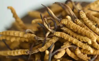 冬蟲夏草特級多少錢一克？多因素交織下的價格探秘