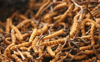 冬蟲夏草有什么好處？解密天然滋補(bǔ)品的多重健康價(jià)值