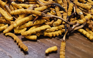 天然冬蟲夏草多少錢一克？
