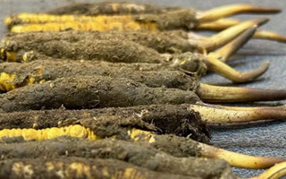 一根鮮冬蟲夏草多少錢？影響價(jià)格的核心因素解析