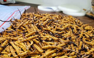 冬蟲夏草：泡水喝還是煮一下？兩種食用方式的全面對比