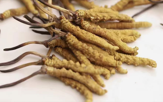 長期吃冬蟲夏草會怎么樣？從益處到注意事項詳解