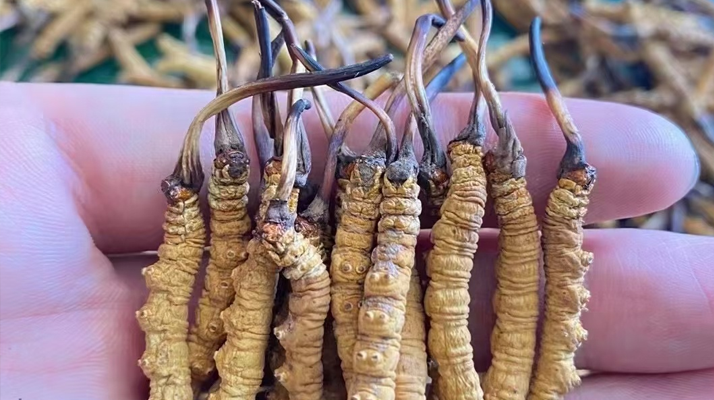 冬蟲夏草怎么辨別真假？6 個實(shí)用鑒別方法