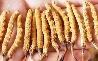 冬蟲(chóng)夏草一根多少錢？?jī)r(jià)格背后的奧秘