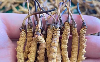 冬蟲(chóng)夏草怎么辨別真假？6 個(gè)實(shí)用鑒別方法