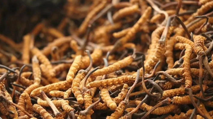 冬蟲夏草現(xiàn)在多少錢？價格探秘
