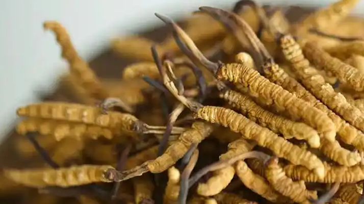 解密 “大個(gè)頭” 冬蟲夏草：何為優(yōu)質(zhì)大蟲草，價(jià)值何在？